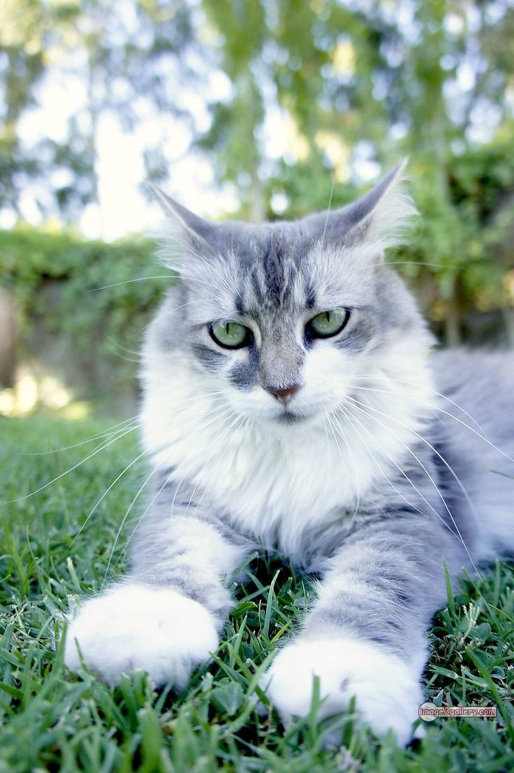800+ Cute Cate Photos Download | Beautiful Cute Cat Images | 241 cat photo dp -(11)