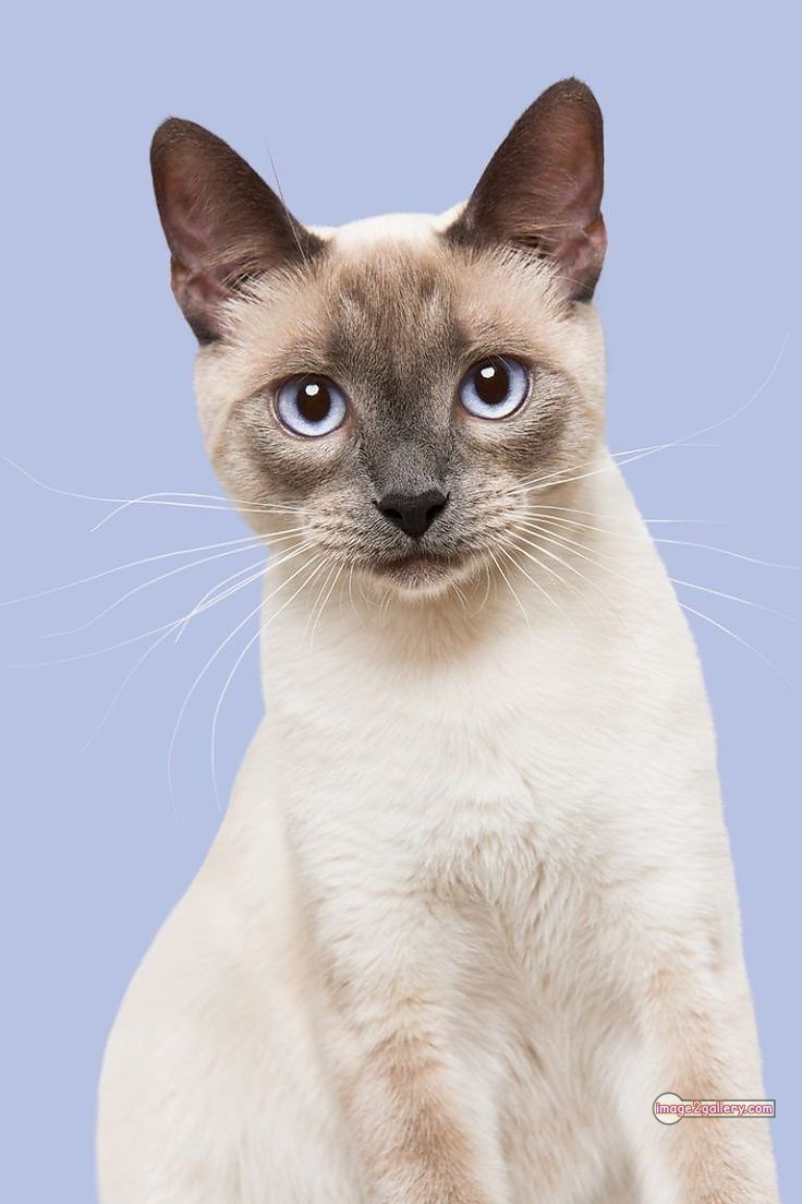 800+ Cute Cate Photos Download | Beautiful Cute Cat Images | 242 cat photo dp -(12)