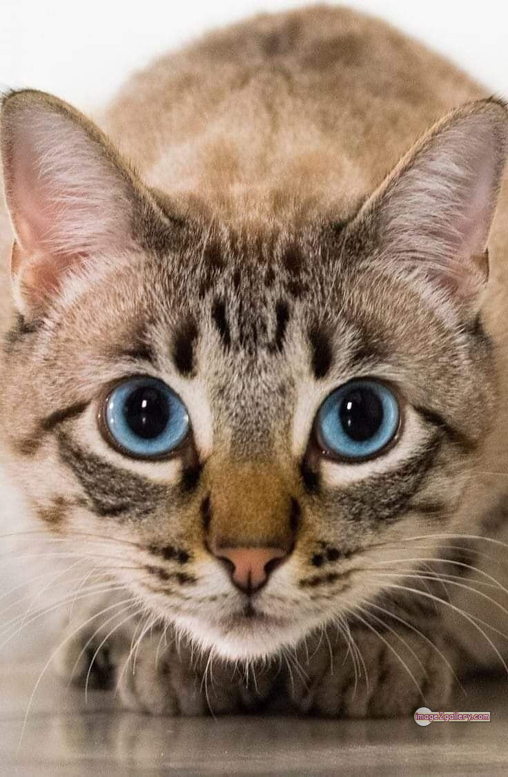 800+ Cute Cate Photos Download | Beautiful Cute Cat Images | 155 cat photo dp -(13)