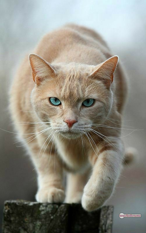 800+ Cute Cate Photos Download | Beautiful Cute Cat Images | 245 cat photo dp -(19)