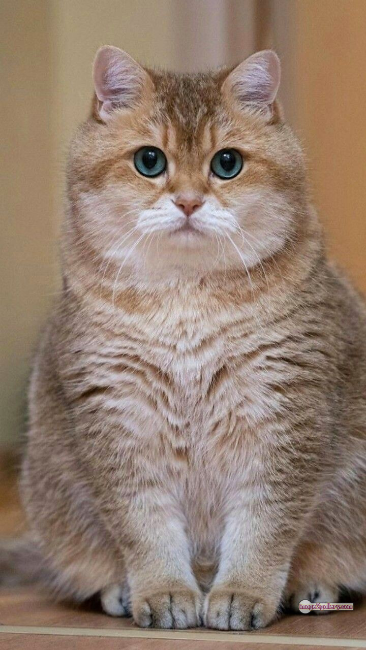 800+ Cute Cate Photos Download | Beautiful Cute Cat Images | 158 cat photo dp 2 Cute Cat