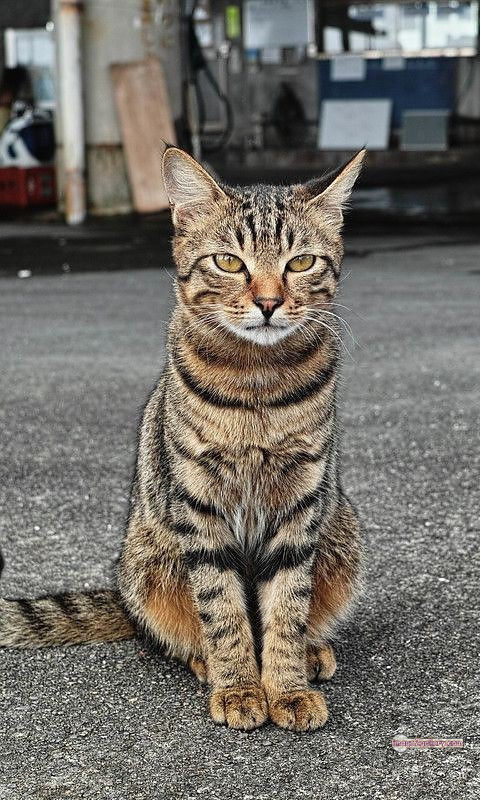 800+ Cute Cate Photos Download | Beautiful Cute Cat Images | 48 cat photo dp 3 Cute Cat