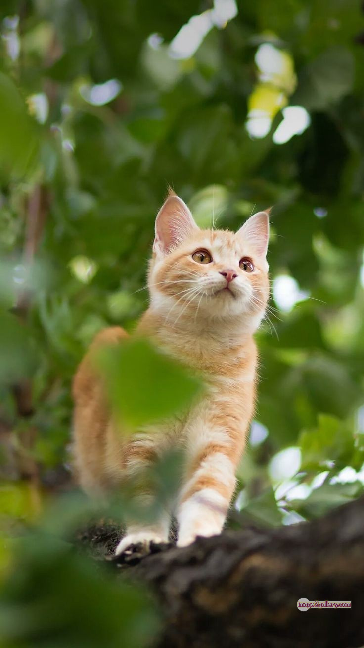 800+ Cute Cate Photos Download | Beautiful Cute Cat Images | 3 cat photo dp -(4)