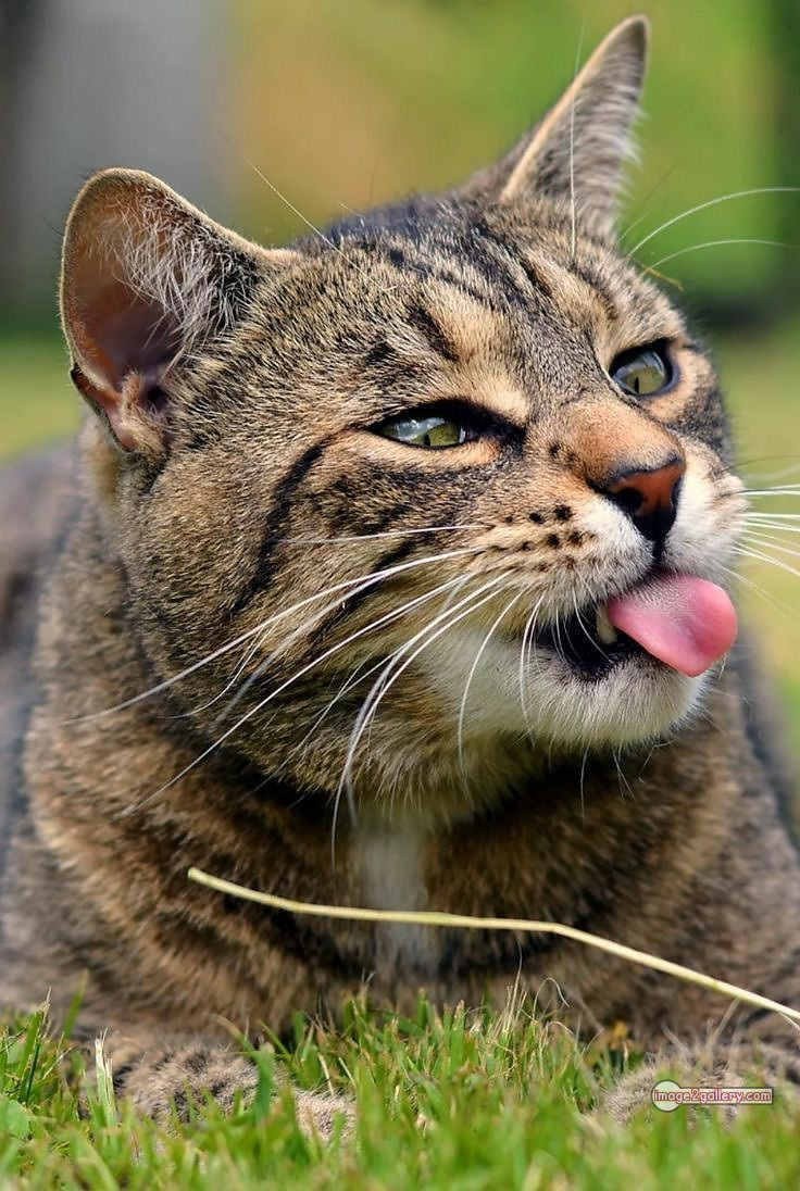 800+ Cute Cate Photos Download | Beautiful Cute Cat Images | 7 cat photo dp -(5)