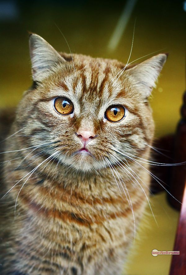 800+ Cute Cate Photos Download | Beautiful Cute Cat Images | 159 cat photo dp -(7)