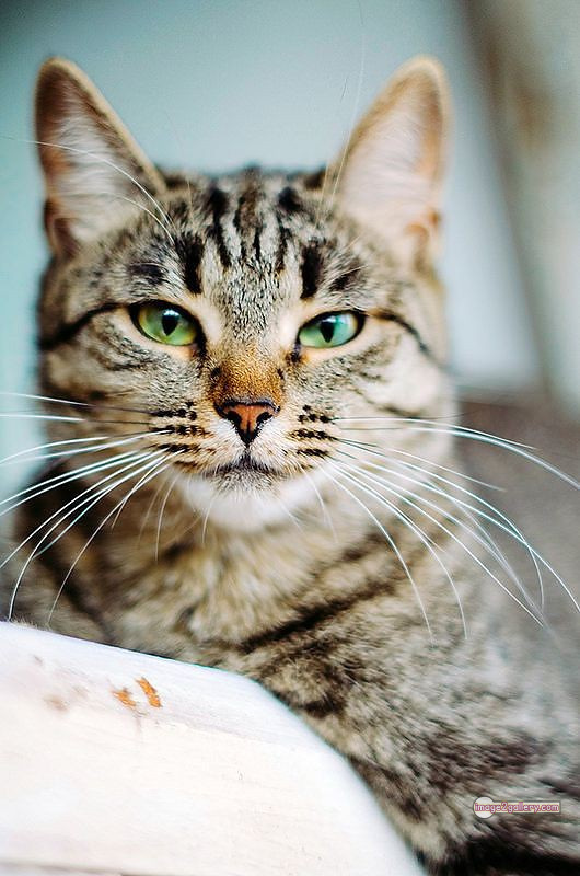 800+ Cute Cate Photos Download | Beautiful Cute Cat Images | 246 cat photo dp -(8)