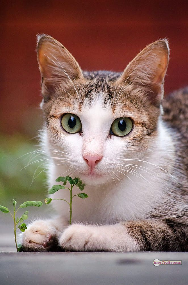800+ Cute Cate Photos Download | Beautiful Cute Cat Images | 243 cat photo dp -(9)