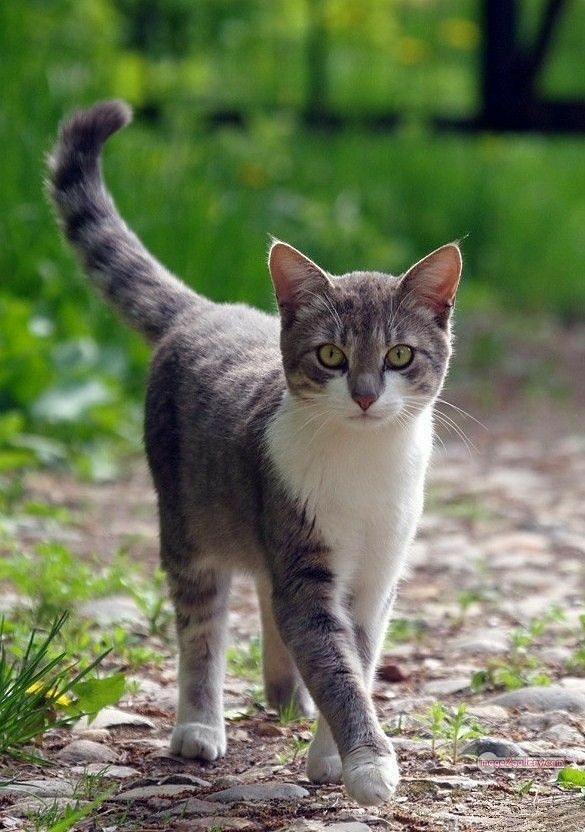 800+ Cute Cate Photos Download | Beautiful Cute Cat Images | 739 cat photo free -
