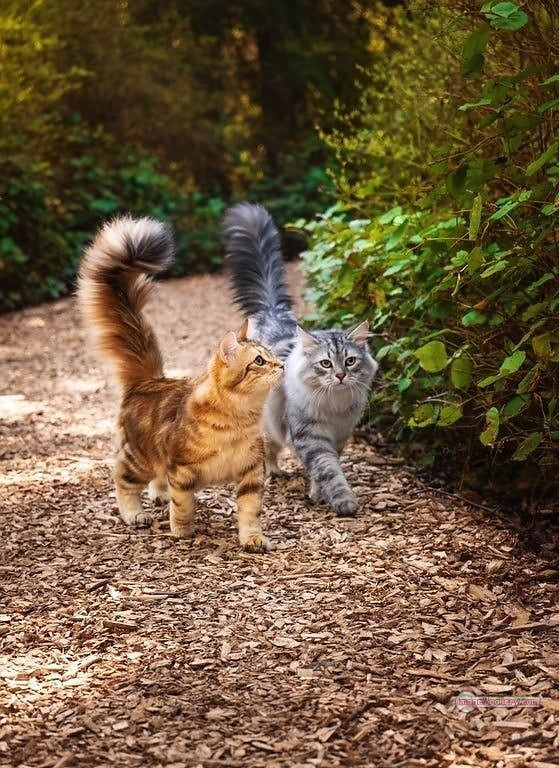 800+ Cute Cate Photos Download | Beautiful Cute Cat Images | 742 cat photo free -(1)