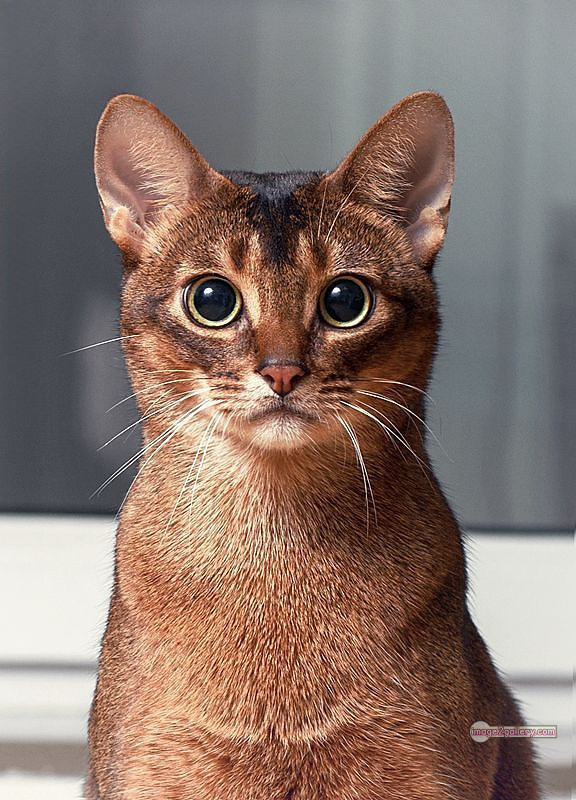 800+ Cute Cate Photos Download | Beautiful Cute Cat Images | 813 cat photo free -(10)
