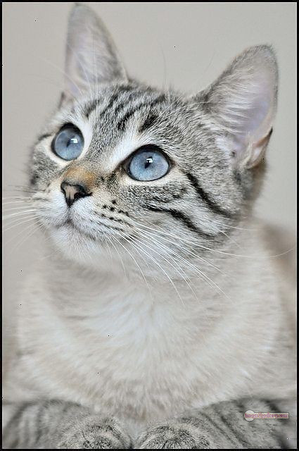 800+ Cute Cate Photos Download | Beautiful Cute Cat Images | 817 cat photo free -(11)