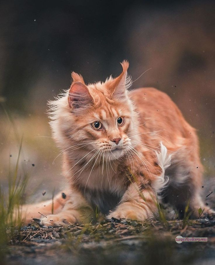 800+ Cute Cate Photos Download | Beautiful Cute Cat Images | 744 cat photo free -(12)