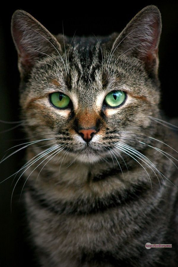 800+ Cute Cate Photos Download | Beautiful Cute Cat Images | 745 cat photo free -(13)