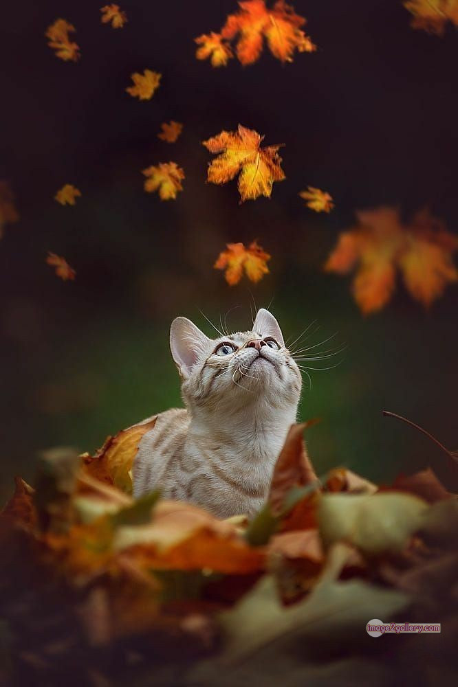 800+ Cute Cate Photos Download | Beautiful Cute Cat Images | 790 cat photo free -(16)