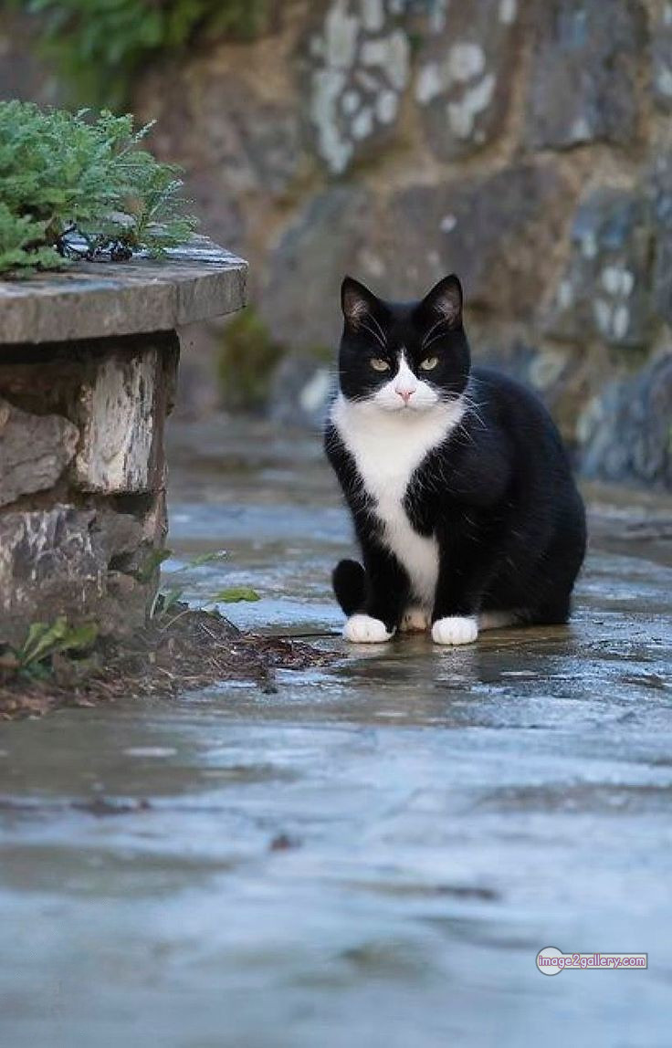 800+ Cute Cate Photos Download | Beautiful Cute Cat Images | 746 cat photo free -(18)