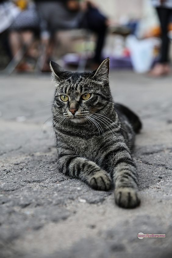 800+ Cute Cate Photos Download | Beautiful Cute Cat Images | 748 cat photo free -(19)