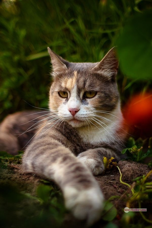 800+ Cute Cate Photos Download | Beautiful Cute Cat Images | 812 cat photo free -(2)