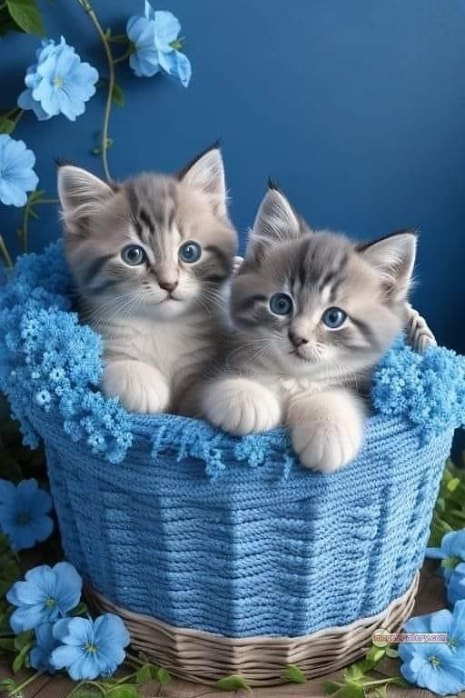 800+ Cute Cate Photos Download | Beautiful Cute Cat Images | 747 cat photo free -(20)