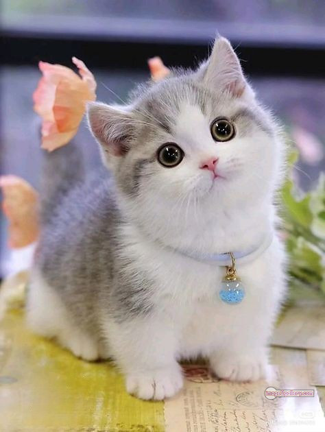 800+ Cute Cate Photos Download | Beautiful Cute Cat Images | 797 cat photo free -(21)