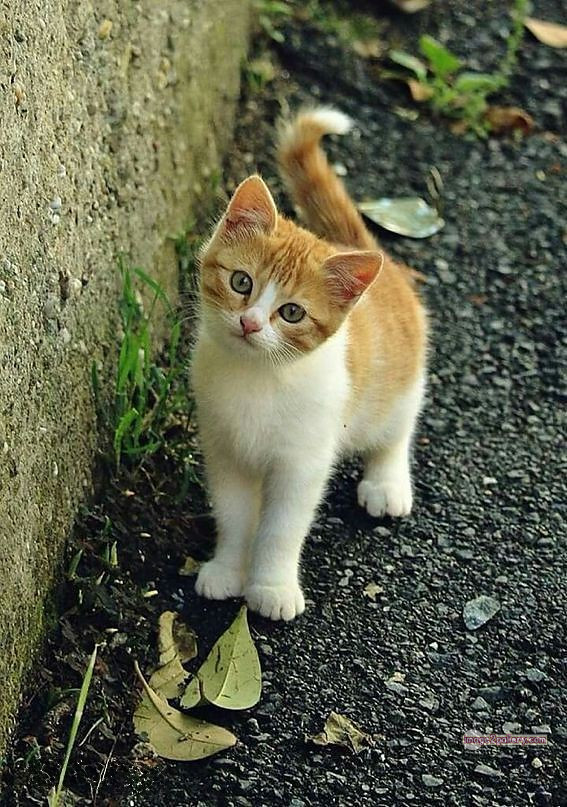 800+ Cute Cate Photos Download | Beautiful Cute Cat Images | 815 cat photo free -(22)