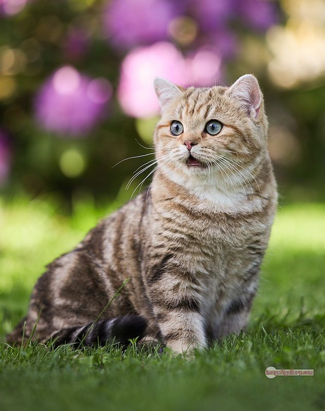 800+ Cute Cate Photos Download | Beautiful Cute Cat Images | 751 cat photo free -(24)