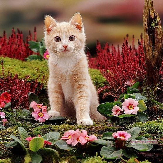 800+ Cute Cate Photos Download | Beautiful Cute Cat Images | 791 cat photo free -(27)
