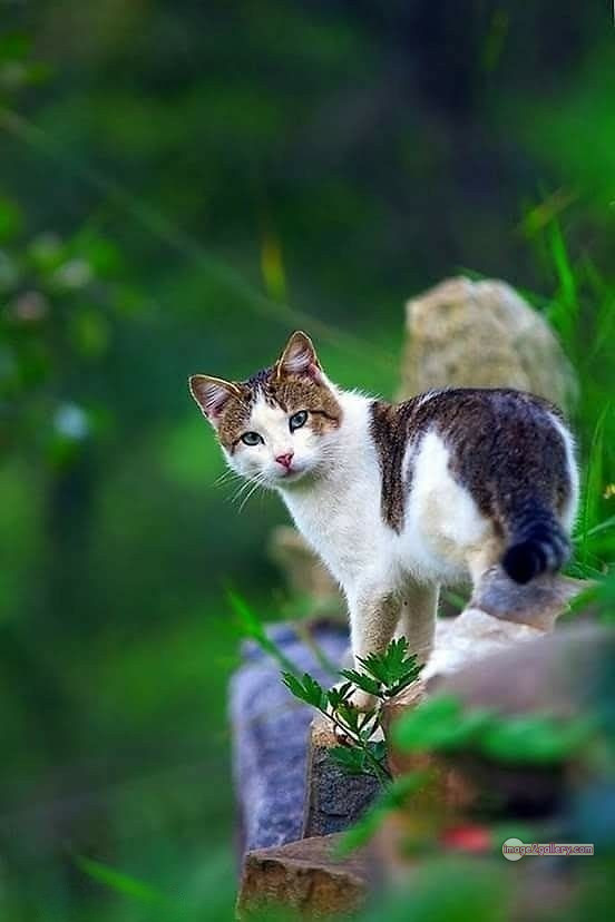 800+ Cute Cate Photos Download | Beautiful Cute Cat Images | 738 cat photo free -(3)