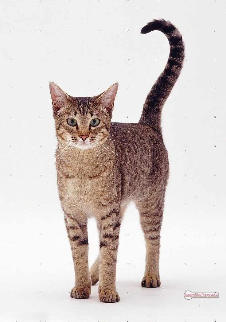 800+ Cute Cate Photos Download | Beautiful Cute Cat Images | 811 cat photo free -(4)