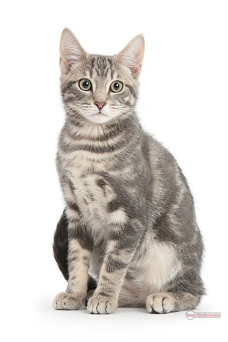 800+ Cute Cate Photos Download | Beautiful Cute Cat Images | 740 cat photo free -(5)