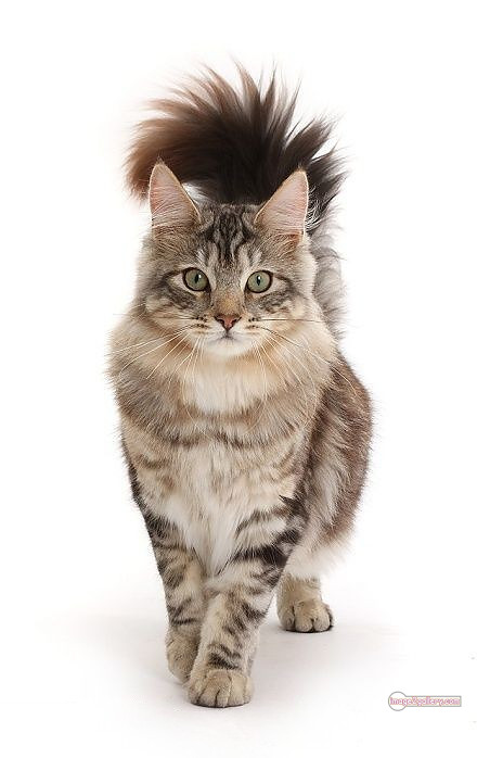 800+ Cute Cate Photos Download | Beautiful Cute Cat Images | 816 cat photo free -(6)