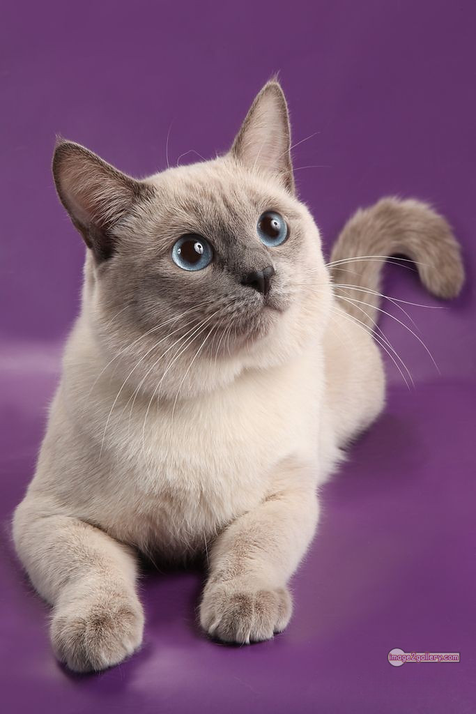 800+ Cute Cate Photos Download | Beautiful Cute Cat Images | 796 cat photo free -(7)