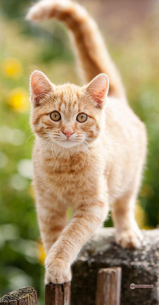 800+ Cute Cate Photos Download | Beautiful Cute Cat Images | 814 cat photo free -(8)