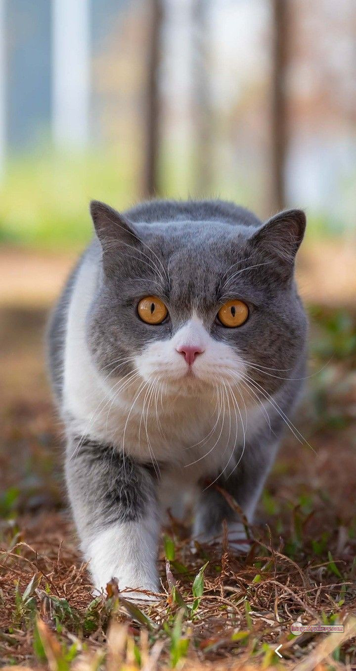 800+ Cute Cate Photos Download | Beautiful Cute Cat Images | 798 cat photo free -(9)
