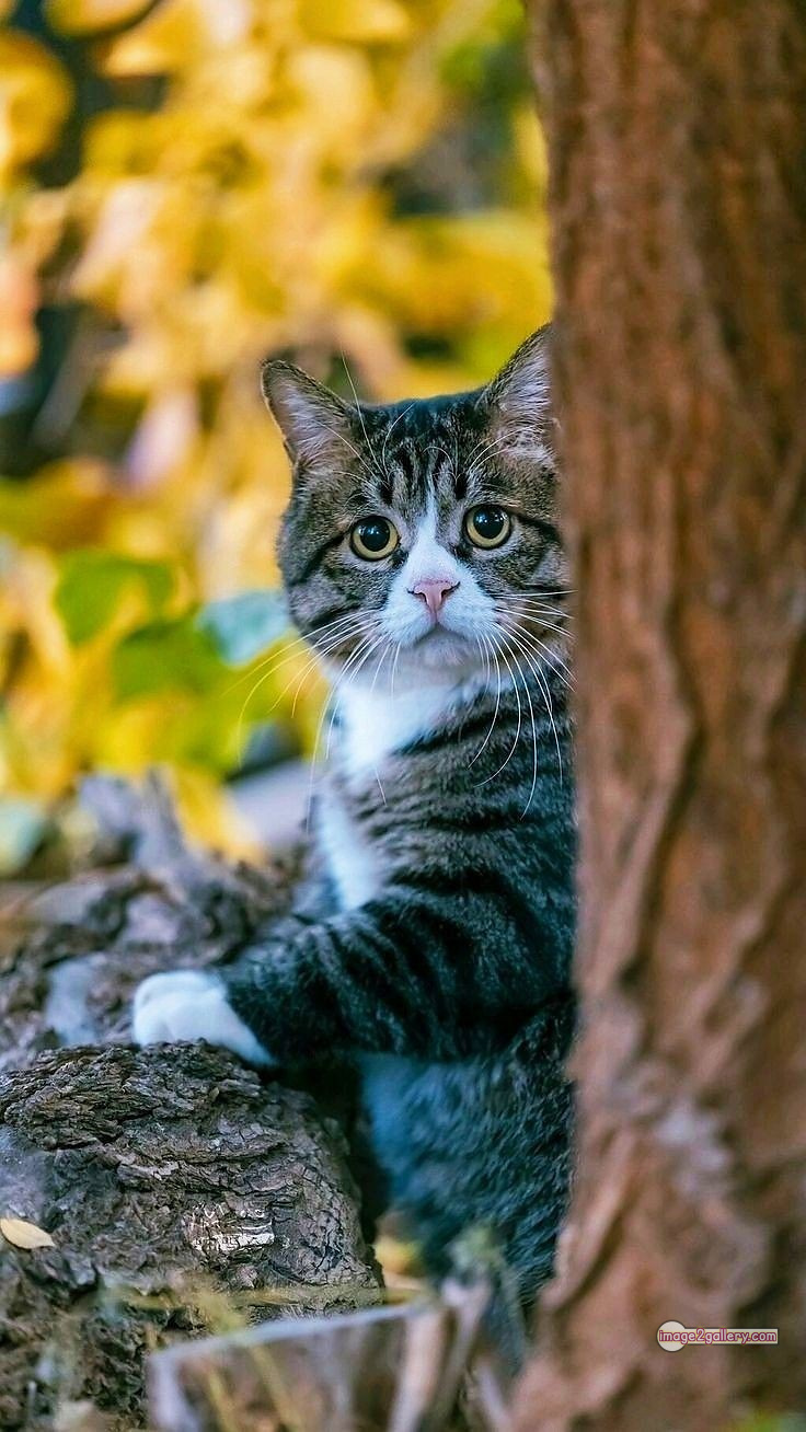 800+ Cute Cate Photos Download | Beautiful Cute Cat Images | 494 cat pictures images -