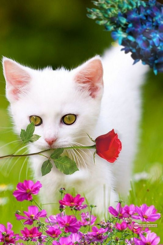 800+ Cute Cate Photos Download | Beautiful Cute Cat Images | 497 cat pictures images -(11)