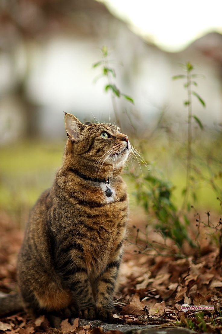 800+ Cute Cate Photos Download | Beautiful Cute Cat Images | 496 cat pictures images -(12)