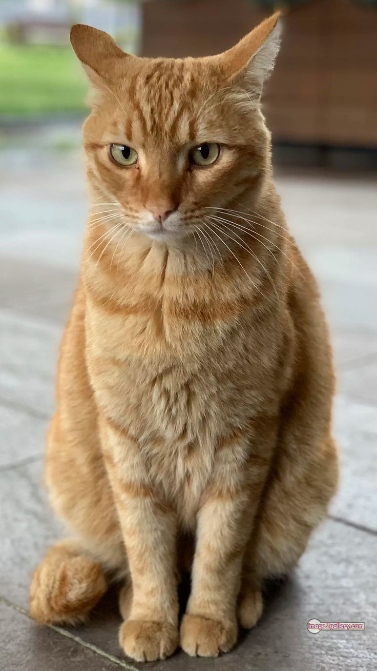 800+ Cute Cate Photos Download | Beautiful Cute Cat Images | 498 cat pictures images -(13)