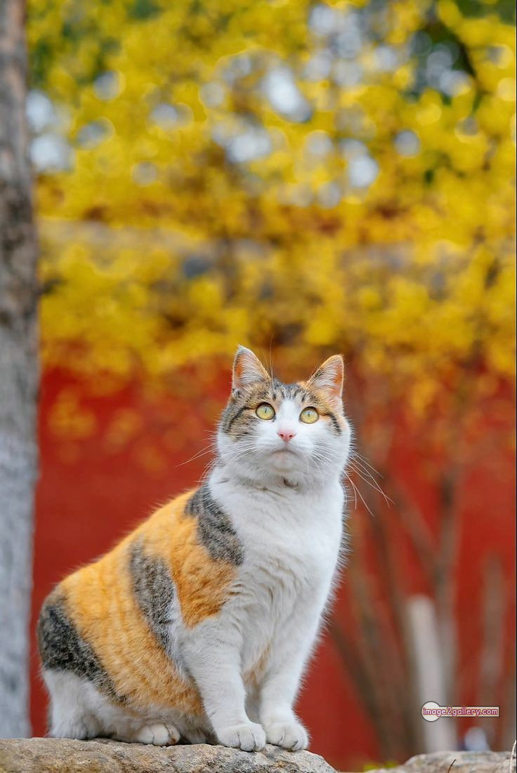 800+ Cute Cate Photos Download | Beautiful Cute Cat Images | 492 cat pictures images -(15)