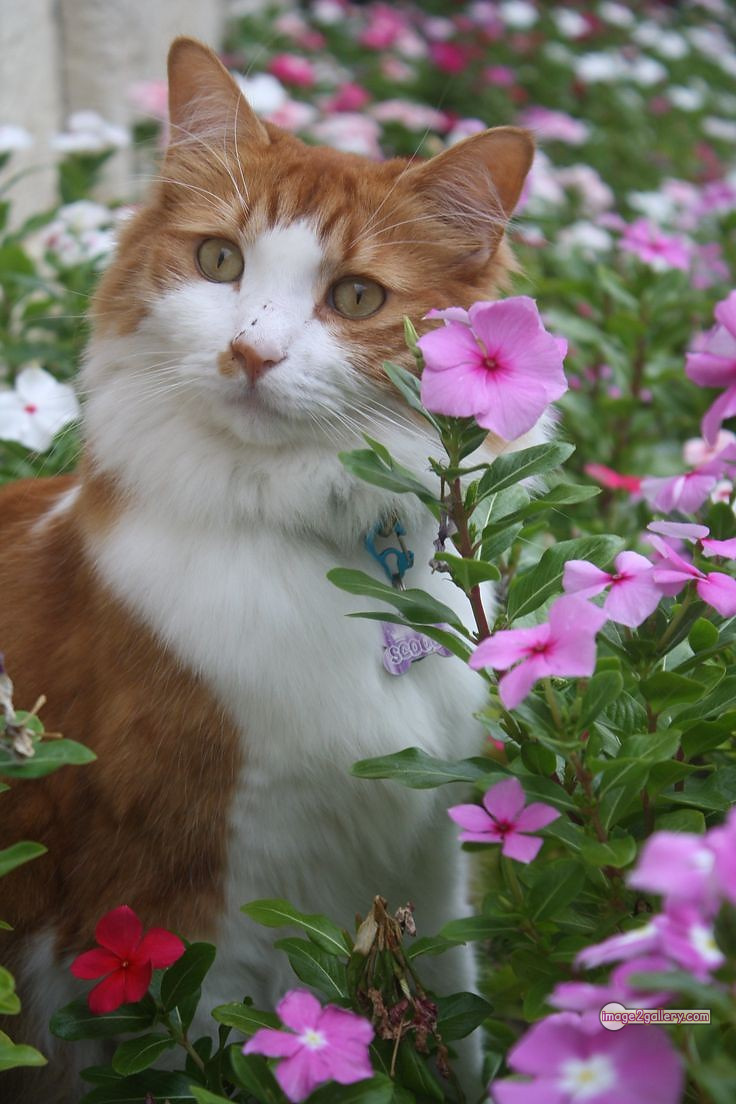 800+ Cute Cate Photos Download | Beautiful Cute Cat Images | 495 cat pictures images -(16)