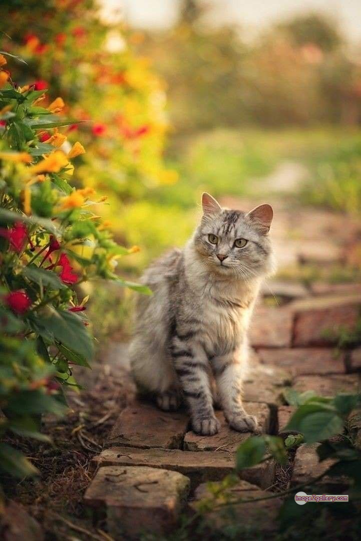 800+ Cute Cate Photos Download | Beautiful Cute Cat Images | 501 cat pictures images -(17)