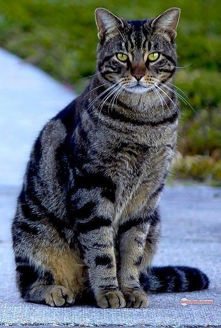 800+ Cute Cate Photos Download | Beautiful Cute Cat Images | 505 cat pictures images -(19)