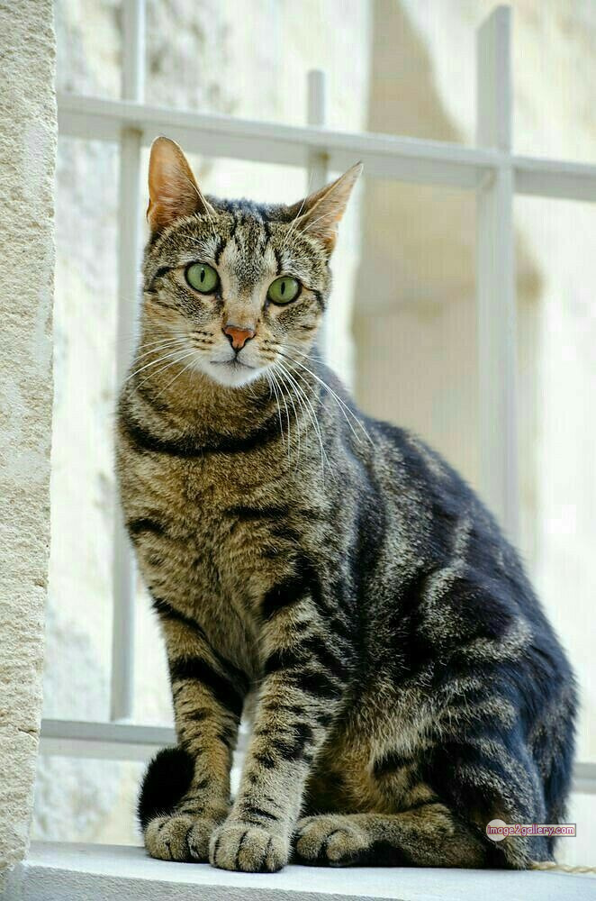 800+ Cute Cate Photos Download | Beautiful Cute Cat Images | 500 cat pictures images -(20)