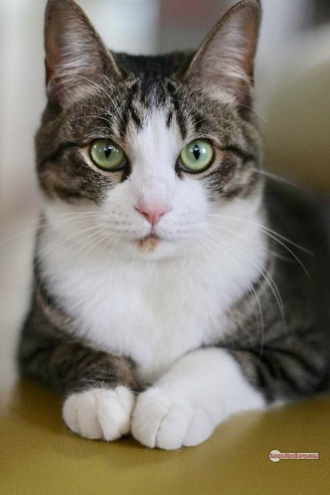 800+ Cute Cate Photos Download | Beautiful Cute Cat Images | 504 cat pictures images -(22)