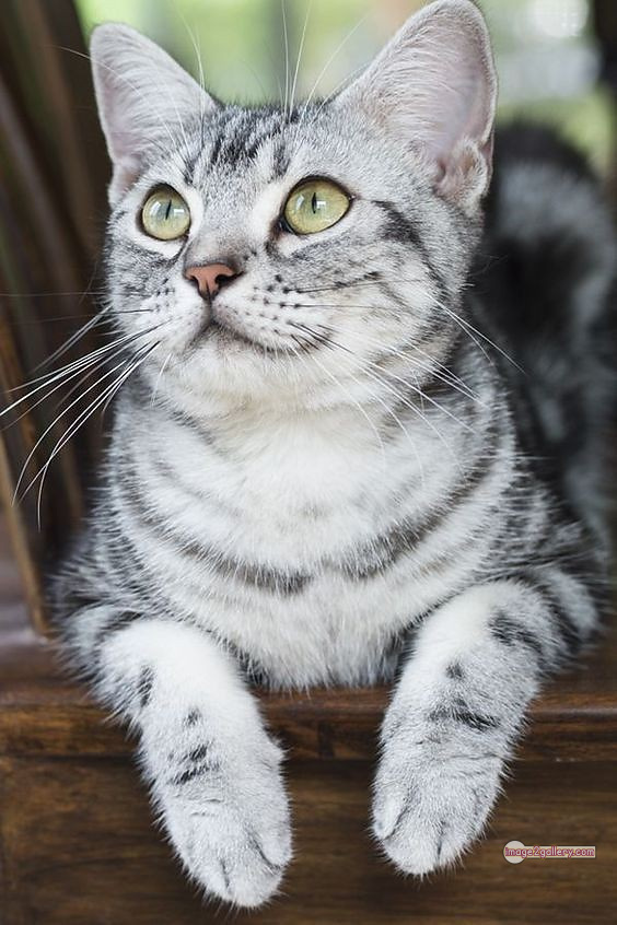 800+ Cute Cate Photos Download | Beautiful Cute Cat Images | 499 cat pictures images -(24)