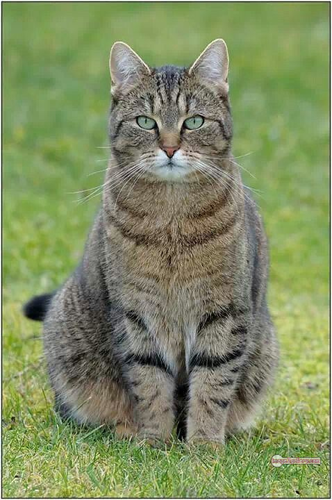 800+ Cute Cate Photos Download | Beautiful Cute Cat Images | 507 cat pictures images -(25)