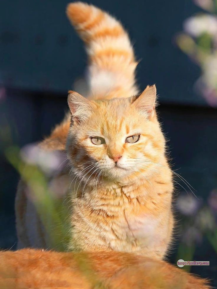 800+ Cute Cate Photos Download | Beautiful Cute Cat Images | 490 cat pictures images -(4)