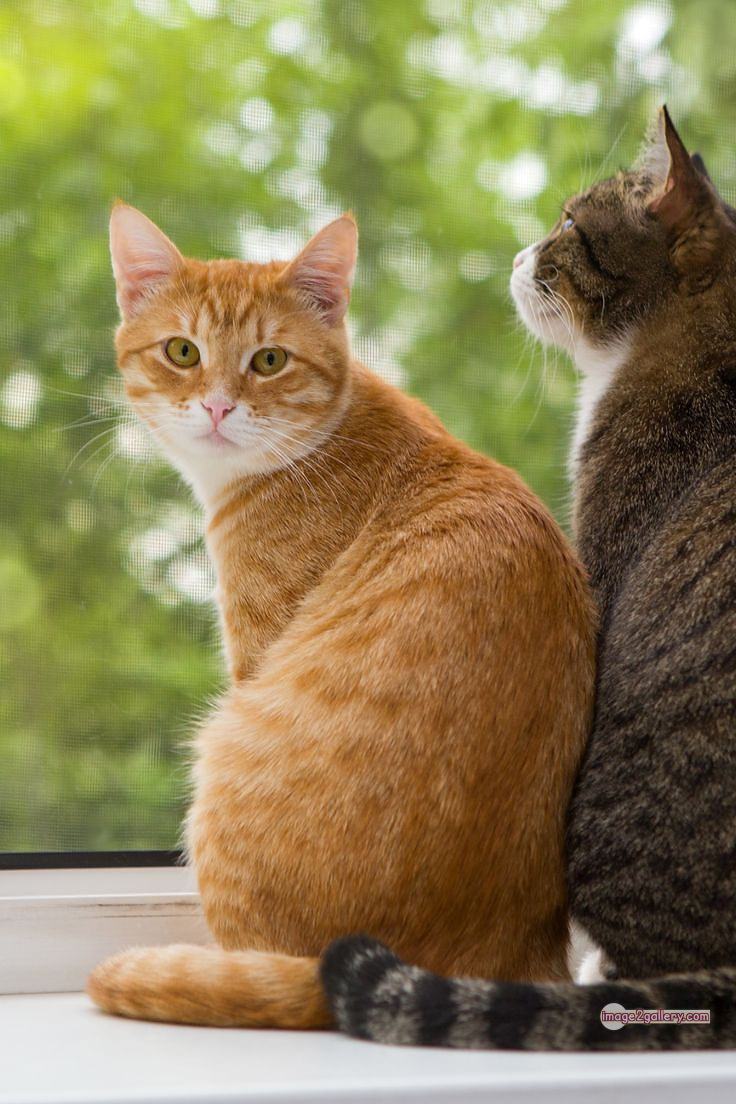 800+ Cute Cate Photos Download | Beautiful Cute Cat Images | 544 cat pictures images -(5)