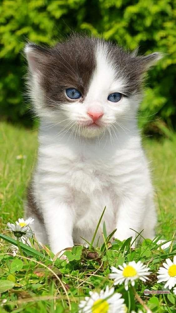 800+ Cute Cate Photos Download | Beautiful Cute Cat Images | 545 cat pictures images -(6)