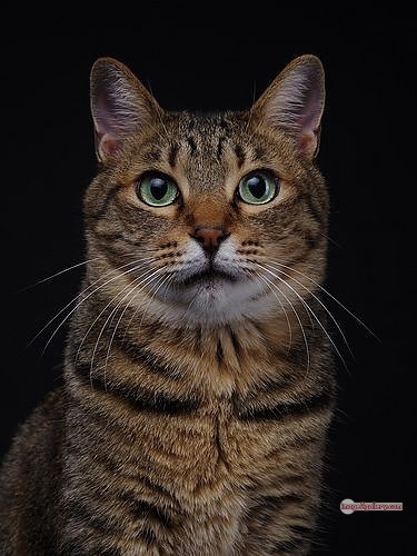 800+ Cute Cate Photos Download | Beautiful Cute Cat Images | 539 cat pictures images -(9)