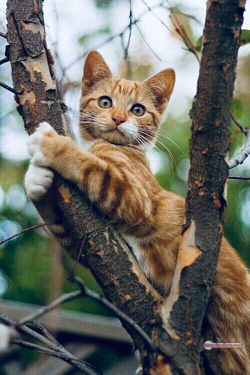 800+ Cute Cate Photos Download | Beautiful Cute Cat Images | 198 cats pics funny -(1)